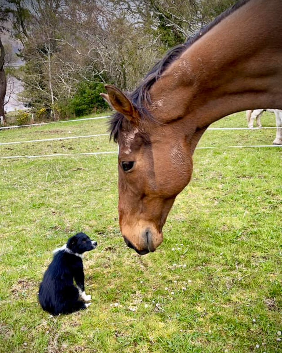 We manufacture applications and supplements for your dogs and cats so that you can give them the same five star treatment as your horses. Why not give our pet brand @NaturalVetCare a follow to stay up to date with their latest news. 🐾 Image: H.M. Equine Transportation & services