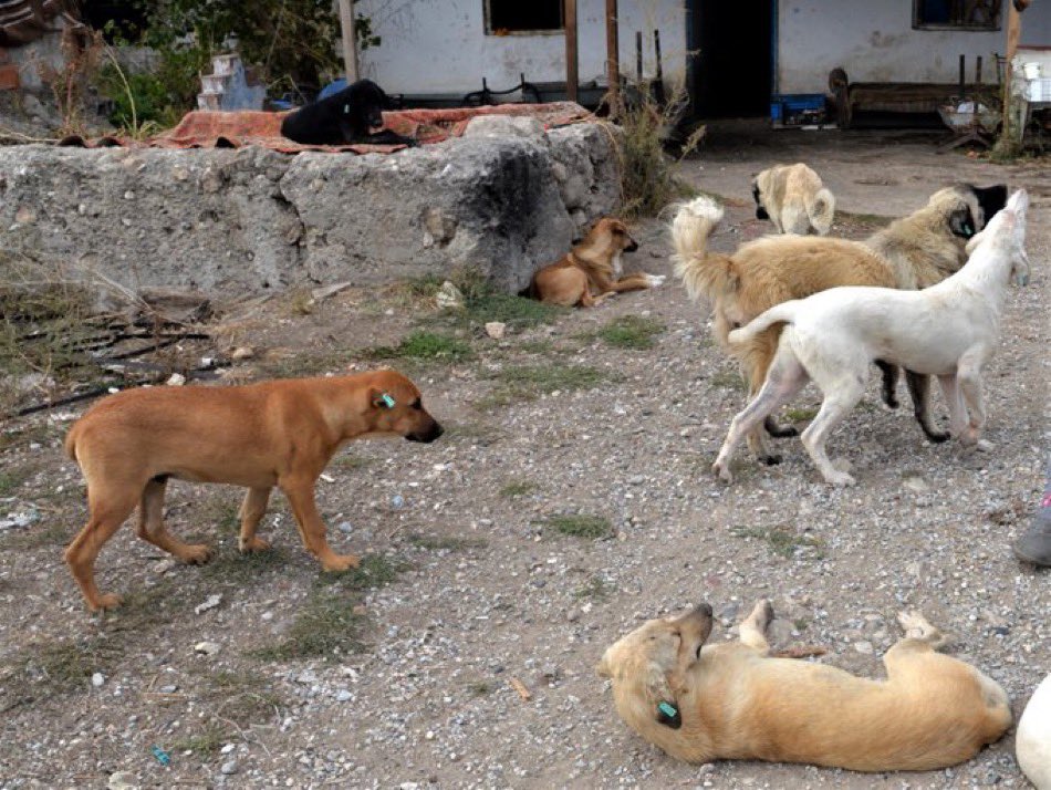 🔴Başıboş sokak köpeklerinin üreme hızı bu şekilde ilerlerse 5 yıl sonra Türkiye’deki başıboş köpek sayısının

45.000.000 (45 Milyon) olması bekleniyor.