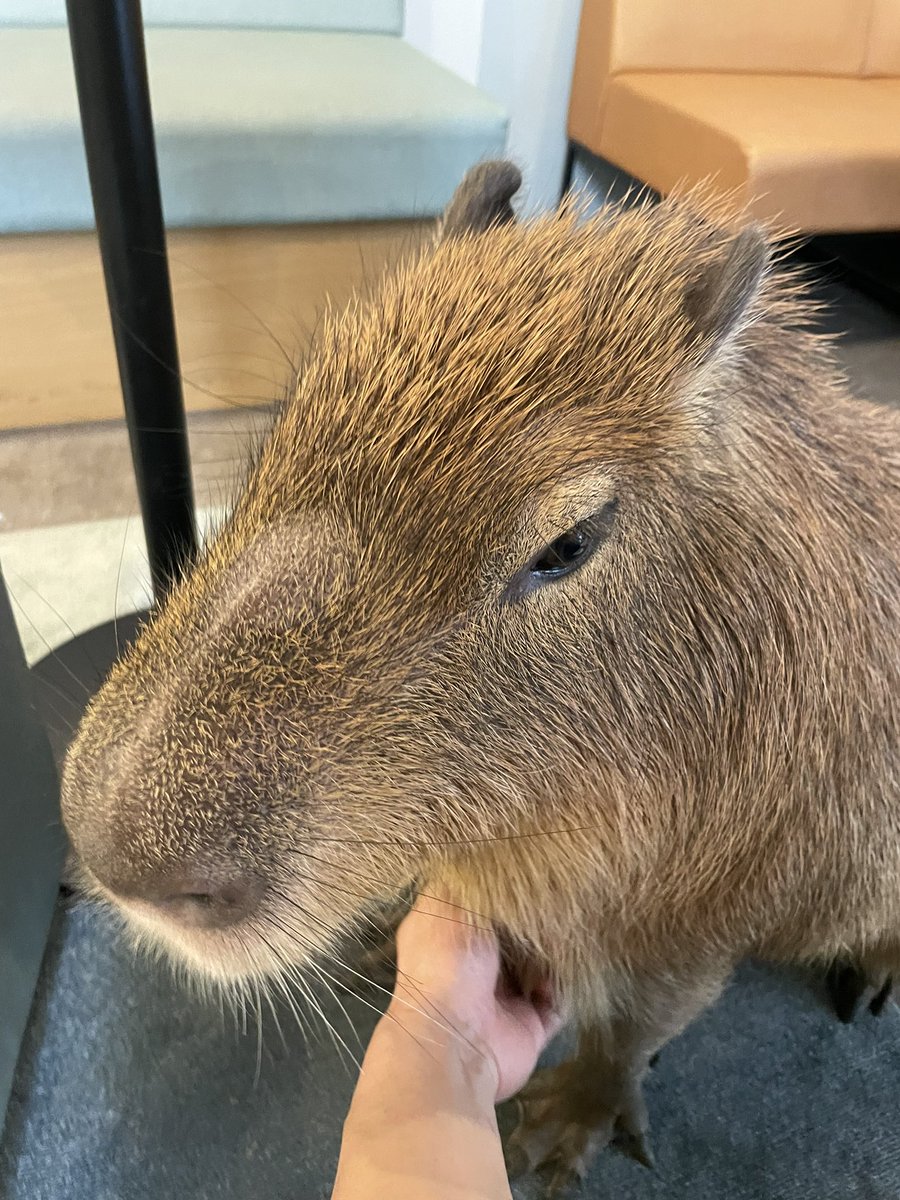 明日日曜日10:00オープンです!よろしくお願いいたします!  

Tomorrow, Sunday, our capybara cafe opens at 10:00. located near by #Asakusa and the #TokyoSkytree area.

cspace.co.jp/reservation/

#カピバラ #カピバラカフェ #capybara  #capybaracafe #曳舟 #墨田区 #東京 #tokyo #cafecapyba