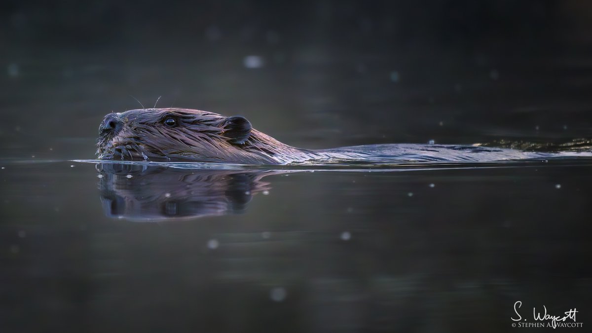 There's something so peaceful and calming about watching a beaver swim around in the still of the morning.

Hanwell, #NewBrunswick, Canada
April 2024

#beaver #CanadianBeaver #nature #wildlife #photography #naturephotography #wildlifephotography #Nikon #Z9 #Nikkor180600