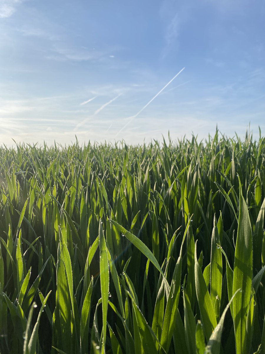 Bei #Landwirtschaft🚜 für #Ernährung 🍽️  steht im #Frühjahr alles auf Grün.
Vom #Weizen kann man sagen „er wächset mit Gewalt“, also mit großer Kraft.
Und es ist ein sehr kraftvolles 🟢.
#Brot

Gibt es mehr Bilder von #Grünfalt?