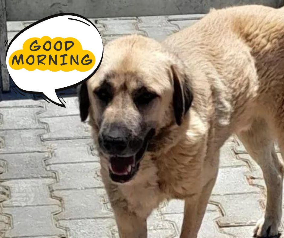 #GoodMorningEveryone from Hope👋 Hope is street born & had been shot & run over twice One of hundreds of vulnerable #dogs in 🇹🇷 who live in one of the biggest free roaming packs in the world Read about it here dogdeskanimalaction.com/shelter-projec…