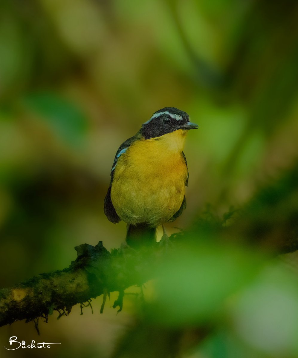 Today’s Global Big Day for Birding! Document avian biodiversity to support conservation research. Every observation counts. 📸: Blue-shouldered Robin-Chat (𝘊𝘰𝘴𝘴𝘺𝘱𝘩𝘢 𝘤𝘺𝘢𝘯𝘰𝘤𝘢𝘮𝘱𝘵𝘦𝘳) 📍: Bwindi Impenetrable National Park. #GlobalBigDay #Birding #BirdsOfUganda