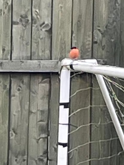 It’s a bullfinch!!! We never seens one at ours before! It so cutes 🥰 Me loves little birdies!!!! Me like to and watch them hop about Me don’t love big birdies!! Me chases them away