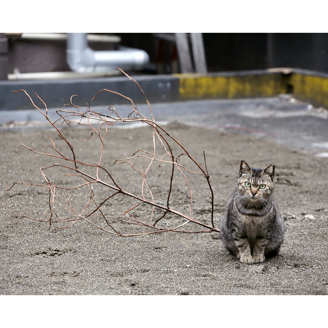 空き地にねこさんが居ました。
枝が落ちてますね。
「こっちの方がカッコいいでしょ」
#ねこ #猫 #ねこ写真 #猫写真 #東京猫 #ねこすたぐらむ #外猫 #野良猫 #地域猫 #straycat #tokyocats #cat #gato #chat #cutecats #キジトラ猫