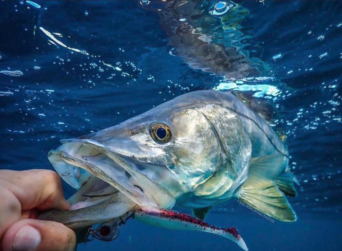 Clear view! @doaluresusa @DaiwaUSA #snookfishing #underwaterphotography #inshorefishingpalmbeach #snookfishingjupiter