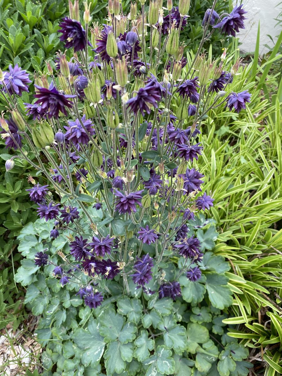 Columbine is blooming at the Agricultural, Research and Extension Center in #VABeach. 🤗 #Flowers #GardeningX #MasterGardener