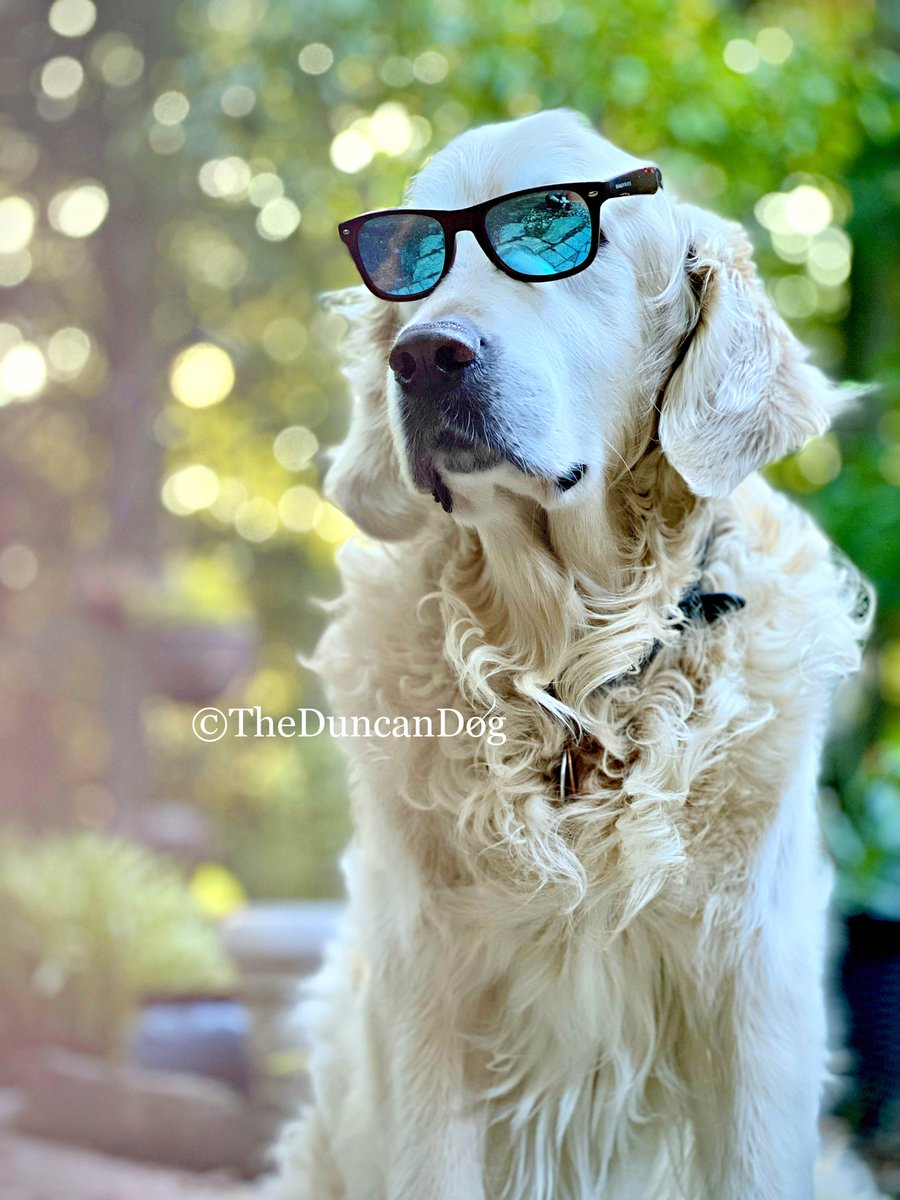 Sometimes a photo is just so cool that it doesn't need a caption.
😎

#TheFuturesSoBright #JoeCool #aVeryGoodBoy #GoldenRetriever #TheDuncanDog #DogsofTwitter #Sunglasses #Bokeh #weekendsmiles