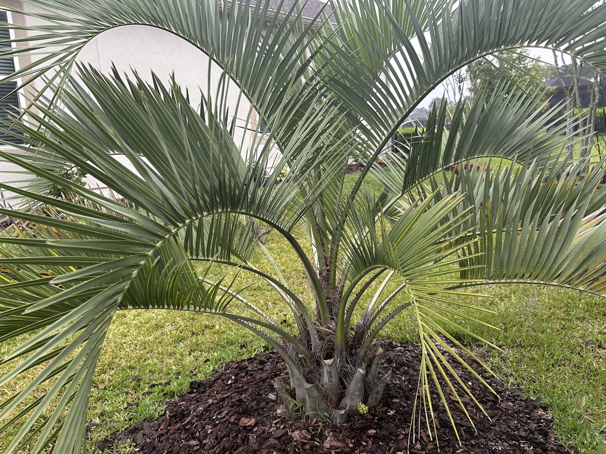 Pindo or jelly palm
#Butiaodorata