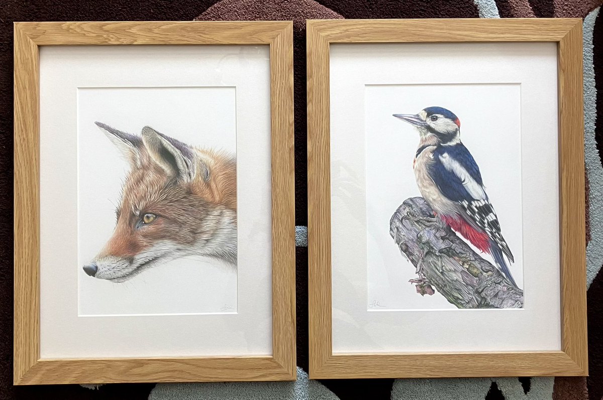 Starting to frame up some prints today ready for my rented wall space next month. #art #birds #fox #wildlife #colouredpencilart #woodpecker
