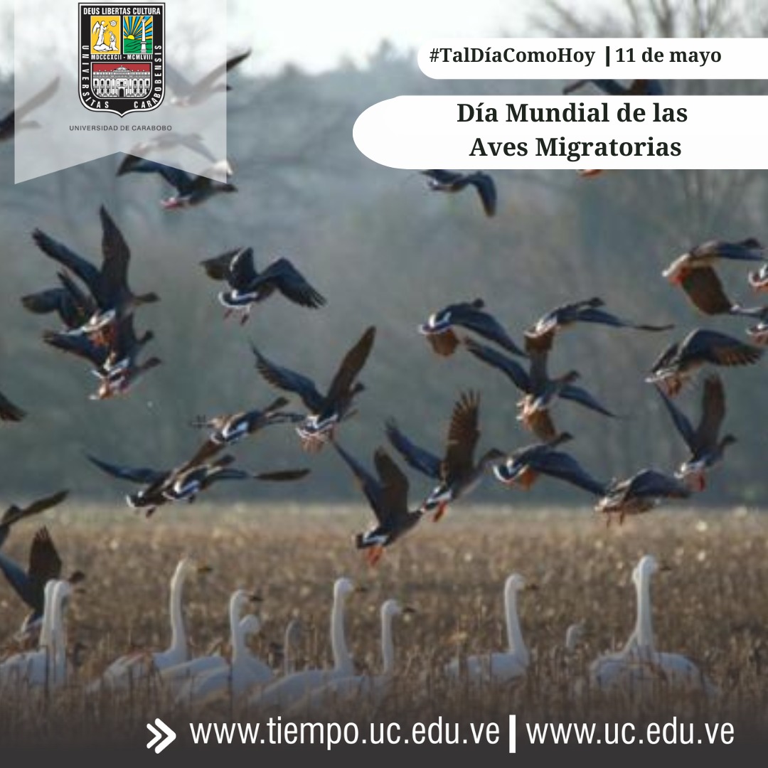 #TalDíaComoHoy se celebra el Día Mundial de las Aves Migratorias, animales de largo vuelo con capacidad de migrar al inicio de una estación en busca de alimento y refugio para asegurarse la supervivencia. #UniversidadDeCarabobo