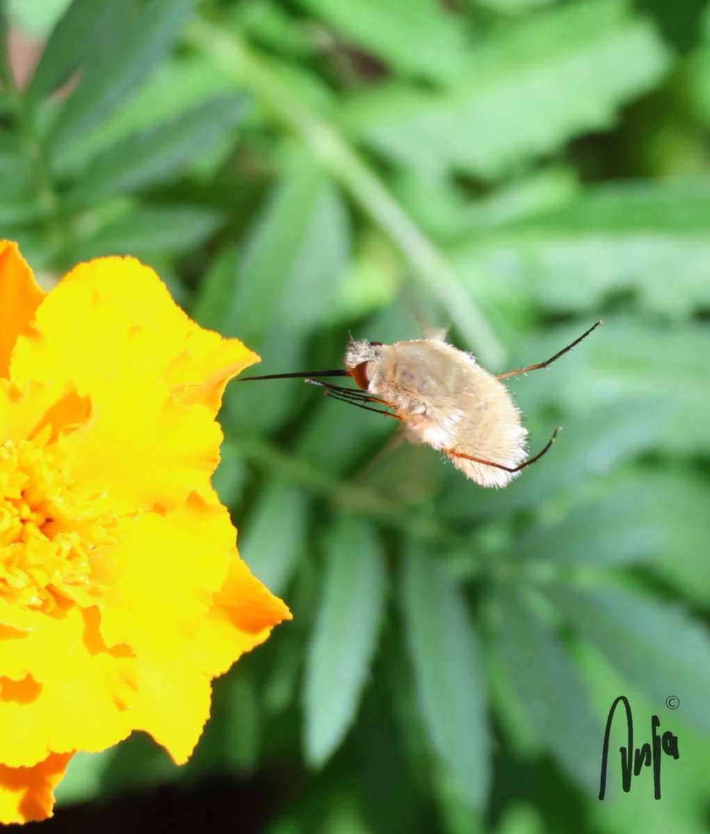 Woolly Bee Fly coming in to land #photography #nature #outdoors #garden #Woolly #Bee #Fly #insect #Francistown #Botswana #Africa