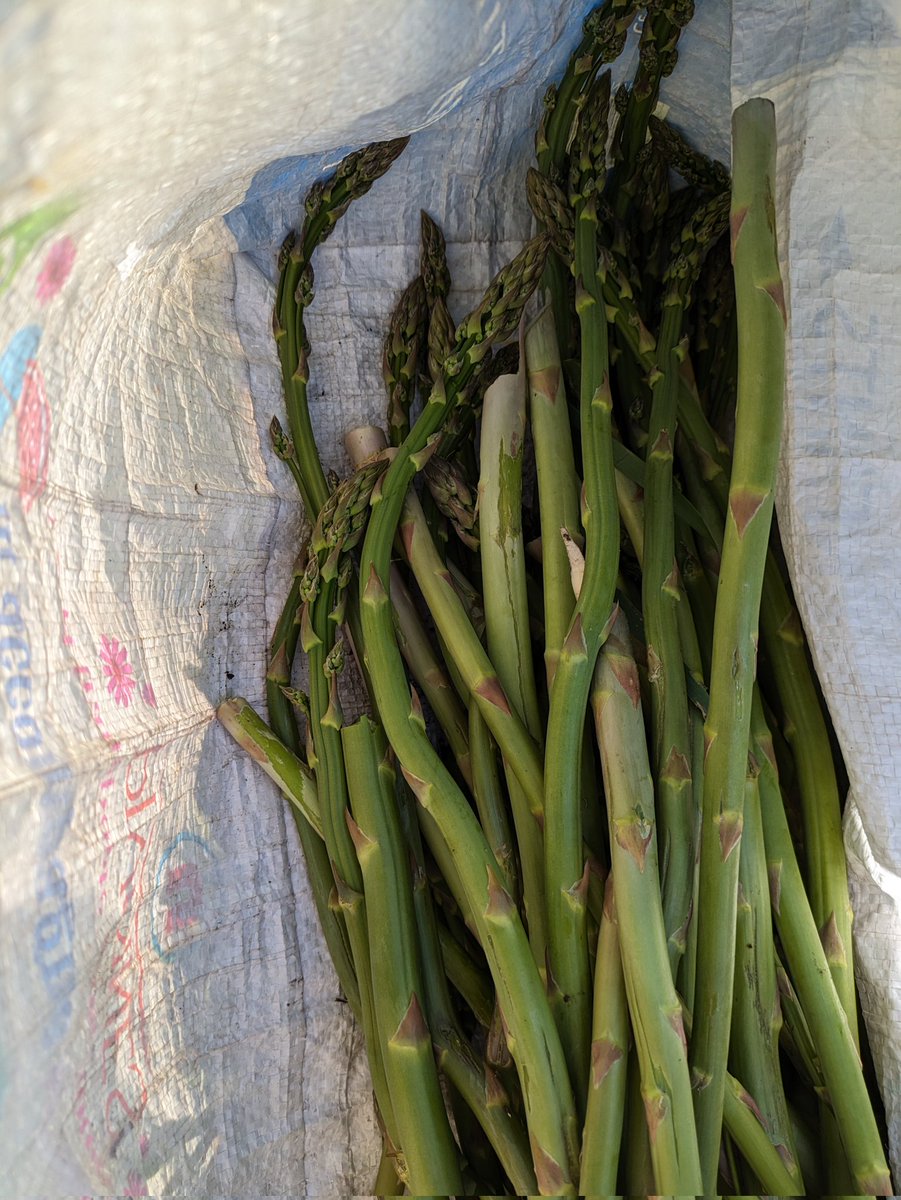 The perils of leaving the allotment for too long. Asparagus overload.