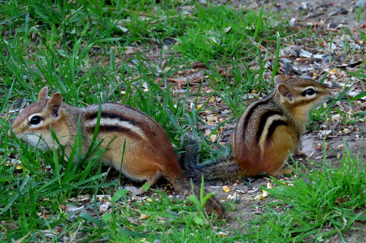 Good Saturday Morning! ☀️😎☕️ Enjoy your weekend everyone! Chipmunks are back!