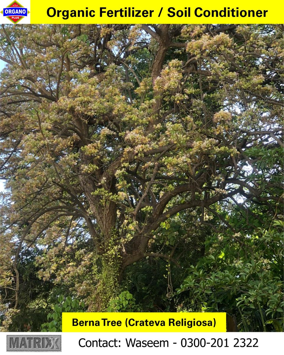 MatrixxCompany's tweet photo. Fortunate to see the bloom every year. Keep your tree healthy with organic fertilizer. #organoplus #organicgardening #fertilizer https://t.co/s6HqD7xYvZ