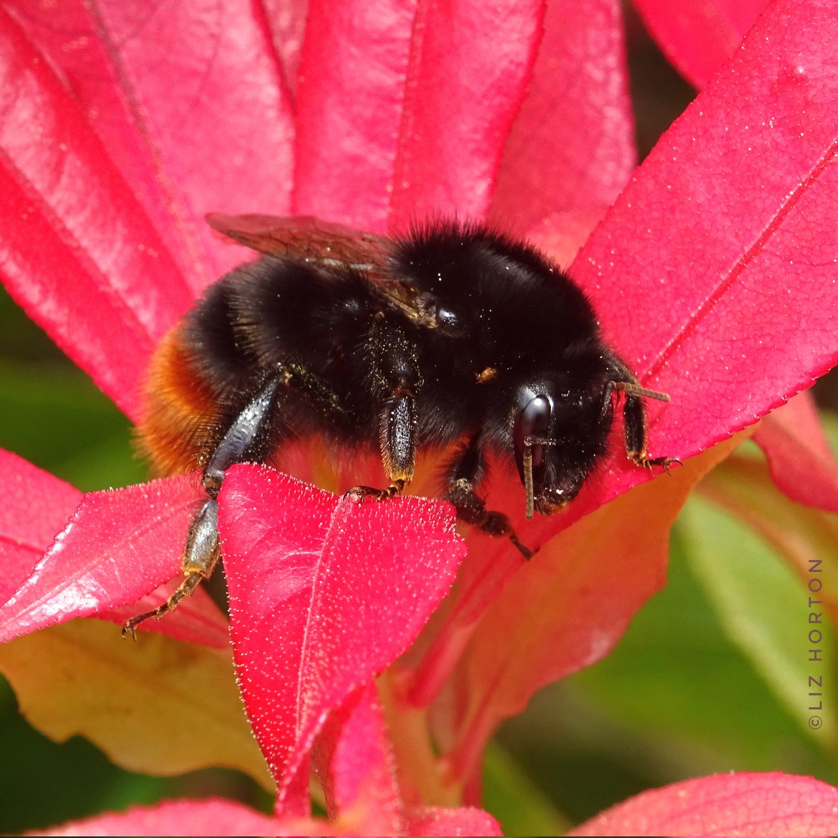 A glorious sight..🐝😍 Red-tailed #Bumblebee Queen (Bombus lapidarius) Waking up in noonday sunshine.. On vibrant Pieris japonica foliage #nature #wildlife #bees #photography #pollinators #naturephotography #BeeTheChange Enjoy the glorious sunshine.. #naturelovers .. ☀️😎🥤🩷🕊