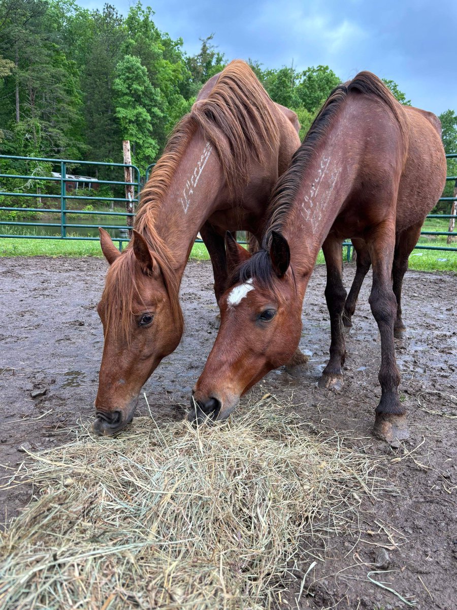 These two wild mustangs saved with the amazing help of our donors and supporters have been freed from the grasp of the kill buyer. They have reached their safe destination! Thank you everyone for caring!!