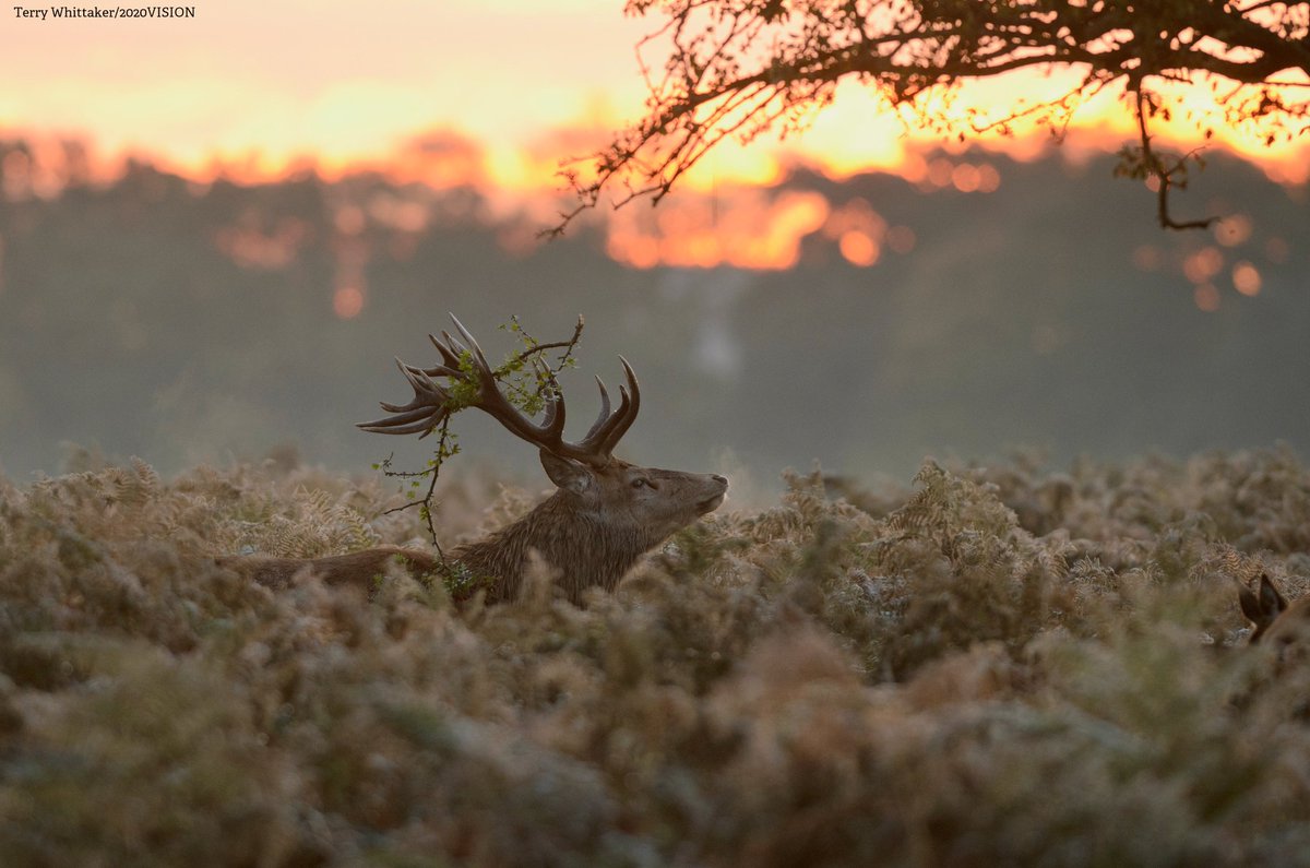 Protect the wildlife on your doorstep by joining your local Wildlife Trust. You'll be helping to restore nature in your area. Click below to find your nearest one 👇 💚 wildlifetrusts.org/get-involved/m…