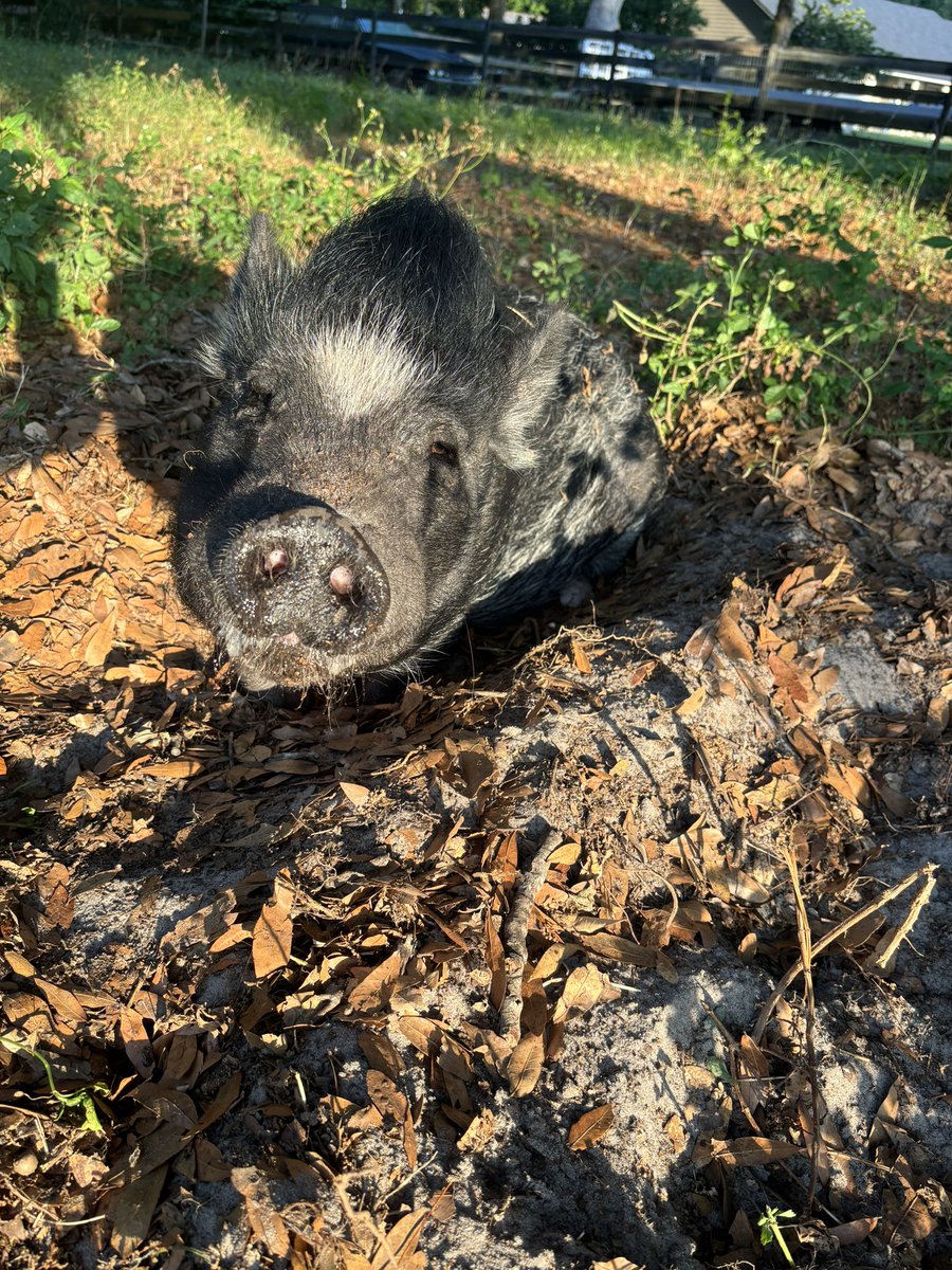 Good morning sunshine! ☀️ 
Cindy wishes everyone a wonderful weekend. 

#weekendsunshine #pigs4ever #rescuepig #piglife