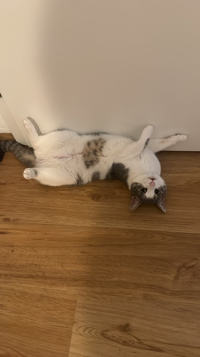 marealvares's tweet photo. Fun fact: ontem também foi aniversário de 3 anos da minha gata. Ela se chama… Aurora. https://t.co/FWxO4PgWIJ
