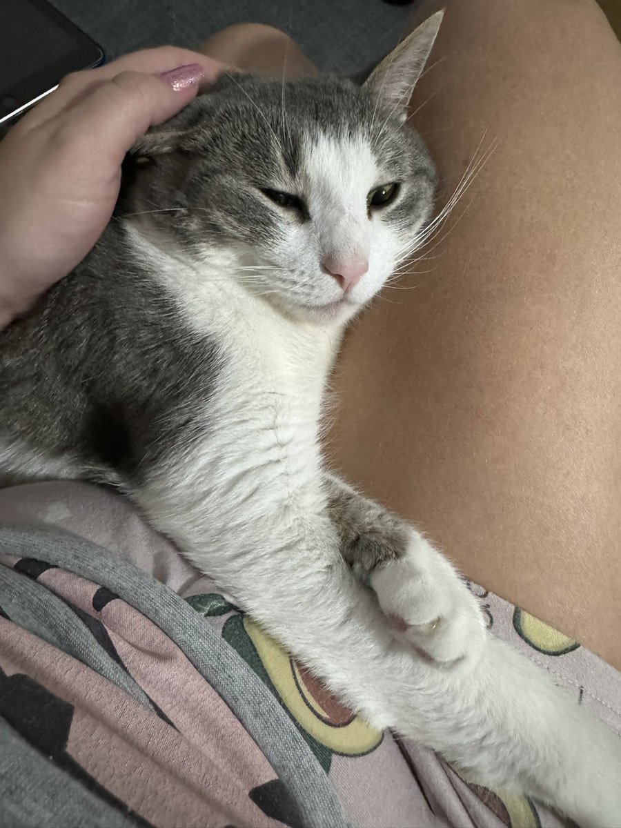 marealvares's tweet photo. Fun fact: ontem também foi aniversário de 3 anos da minha gata. Ela se chama… Aurora. https://t.co/FWxO4PgWIJ