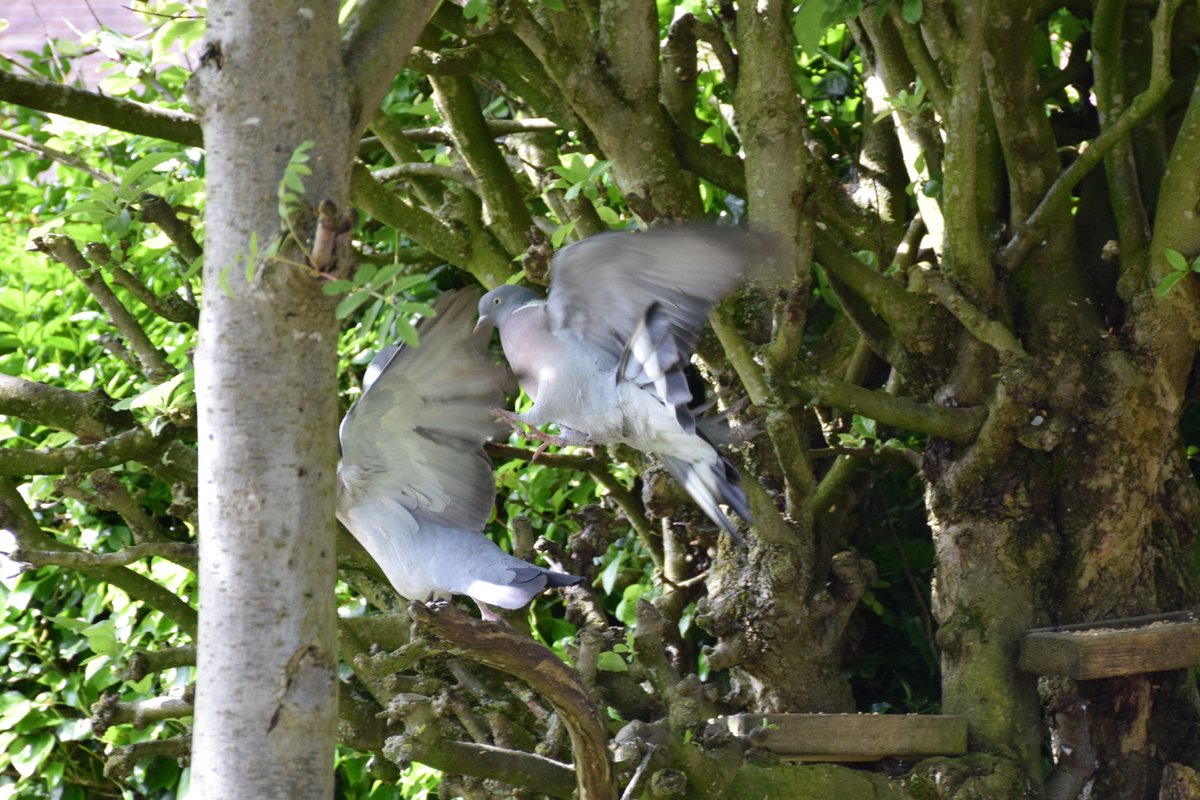 Fight at the feeders. #WoodPigeons @des_farrand @alisonbeach611 #Morning #Fight #FistyCuffsAtTheFeeders #Nature #SunnyDays #Pigeons