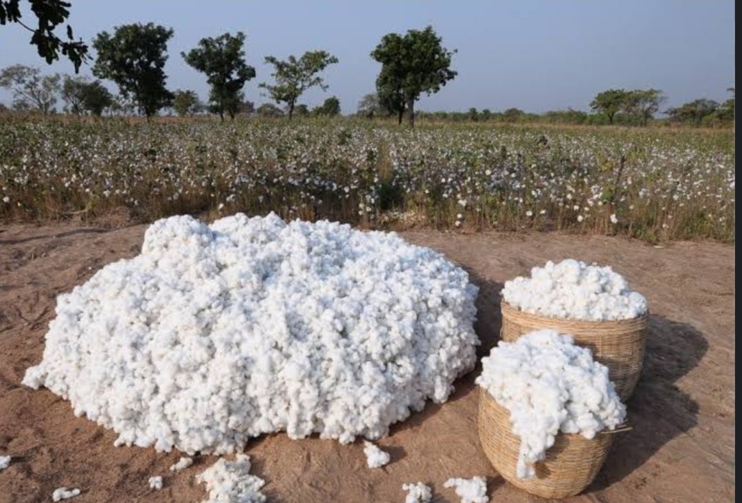 CHALLENGES iN COTTON FARMING 1. CLIMATE CHANGE: Climate change has led to unpredictable weather patterns, which can affect the quality and yield of cotton crops. 2. LACK OF ACCESS TO IMPROVED SEEDS: Many cotton farmers in Africa do not have access to improved seeds that are…