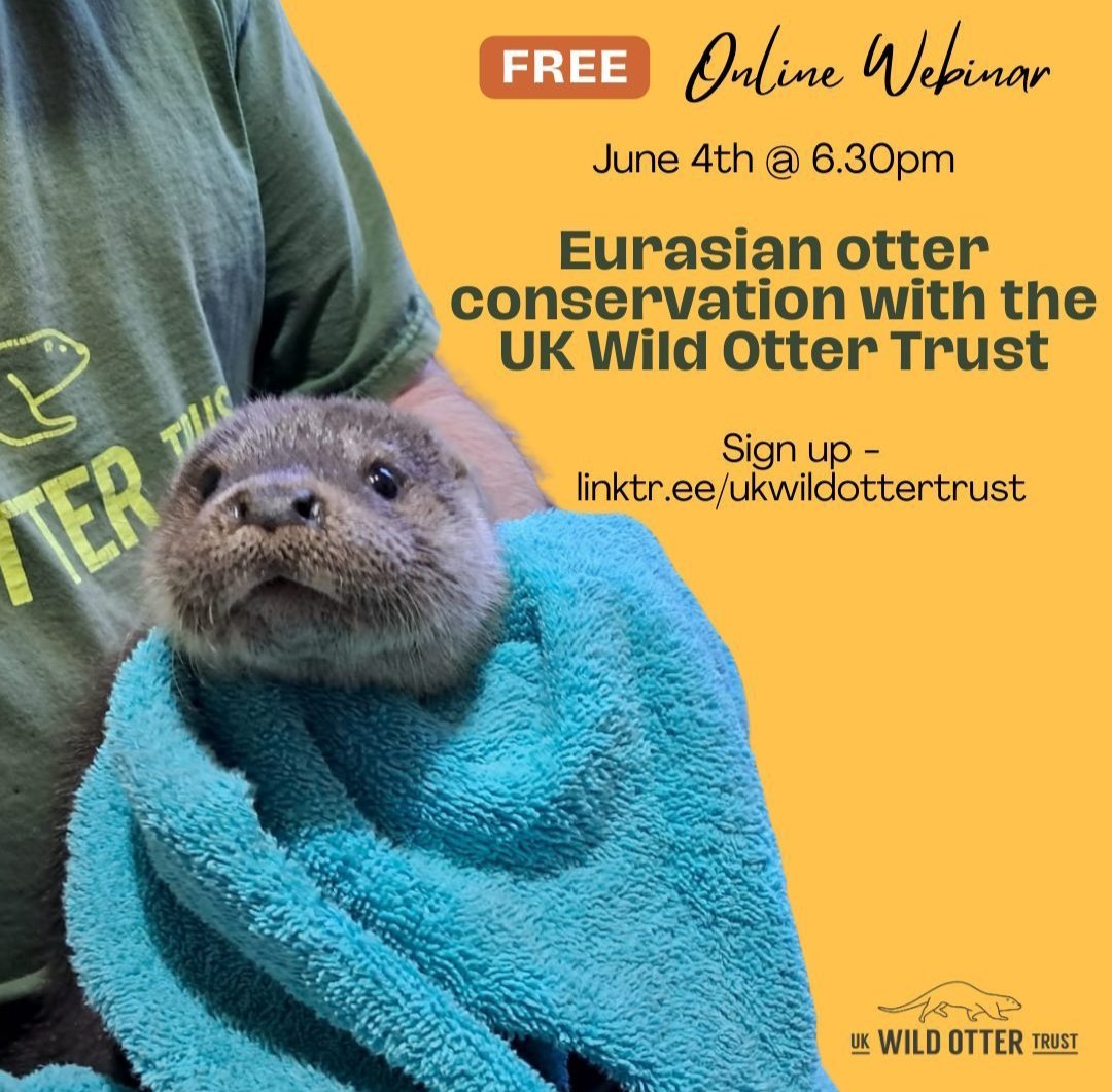 We're excited to be taking part in this year's @FestofNature 🌸  
Join us on Thursday June 4th at 6.30pm for our free webinar on Eurasian Otter conservation! 🦦  

Sign up here -  events.teams.microsoft.com/event/ff1cbf57…