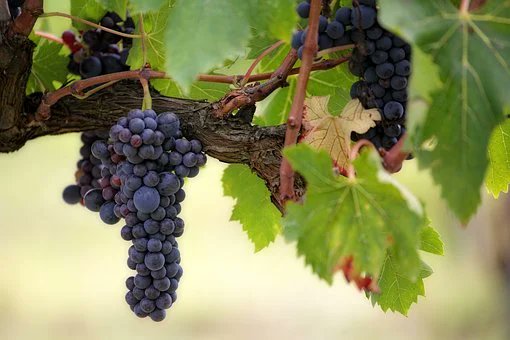 'The branch of the vine does not worry, and toil, and rush here to seek for sunshine, and there to find rain. No; it rests in union and communion with the vine; and at the right time, and in the right way, is the right fruit found on it. Let us so abide in the Lord Jesus.'