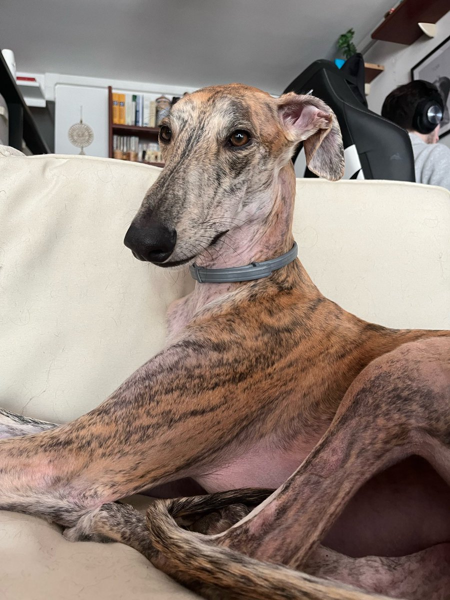 Este es Otto, galgo español de 4 añitos, muy muy muy juguetón y activo.
Se escapó hace 3 días mientras paseaba por la zona de Huelamo, a 45 min de Cuenca.
Agradecería mucho si pudierais difundir la información.
Cualquier tipo de noticia al respecto nos ayudaría mucho.