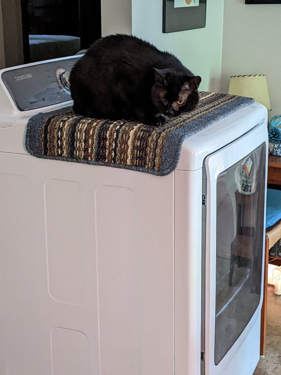 Eddie's doing his #Caturday post from high atop the (displaced) tumble dryer.
#CatsOfTwitter #CatsOnTwitter #CatTwitter #blackcats #panfursquad #moggies #catpics #minipanfur #RescueCats #voidcats #CatsOfX #CatsOnX #cats #SaturdayMorning