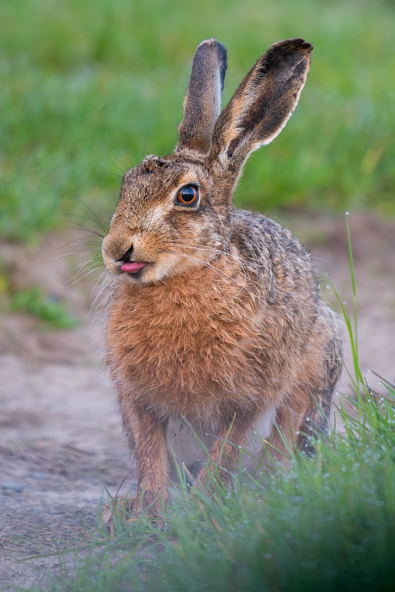 Cheeky Hare at The Ayres NNR this morning 🇮🇲 #isleofman #NaturePhotography