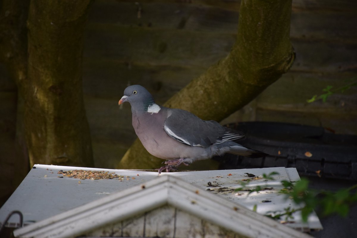 MyGarden_Uk's tweet photo. Morning Visitors.
Wood Pigeon and Collared Doves.
@des_farrand @alisonbeach611
#Morning #WoodPigeons #CollaredDoves #WoodPigeon #Nature #SunnyDays #NoMowMay https://t.co/57r02vCiiC