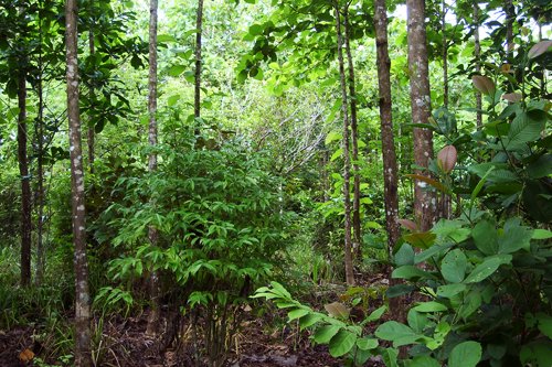 Reforestation has a significant cooling effect on the planet, particularly in the areas where trees are planted. In the past century, reforestation in the eastern United States has contributed to a 'warming hole' by keeping the region cooler than it would have been otherwise. The