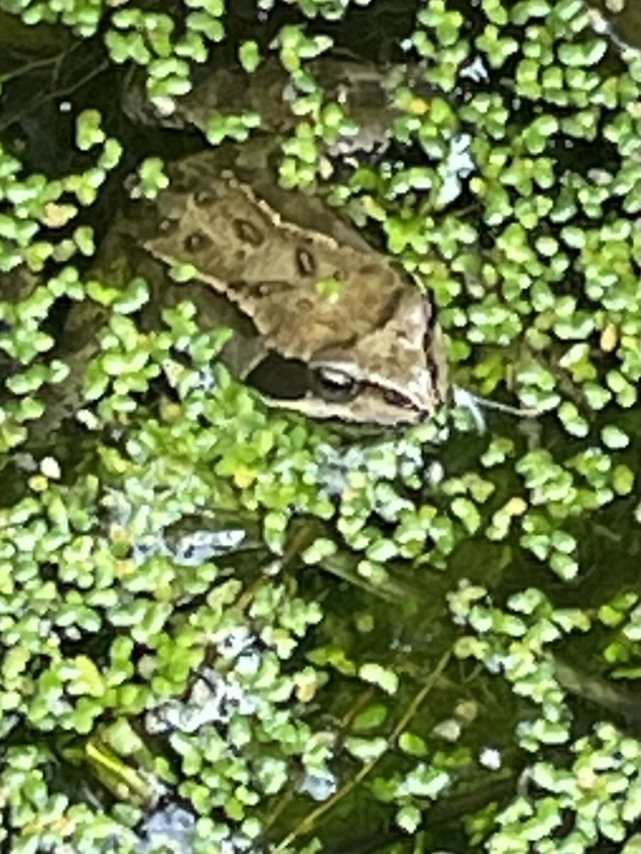 Big news: WE’VE GOT FROGS!!! Four years ago our garden was all concrete. I lifted about 150 slabs and we put in two small ponds. Now we have at least four of the little fella’s!