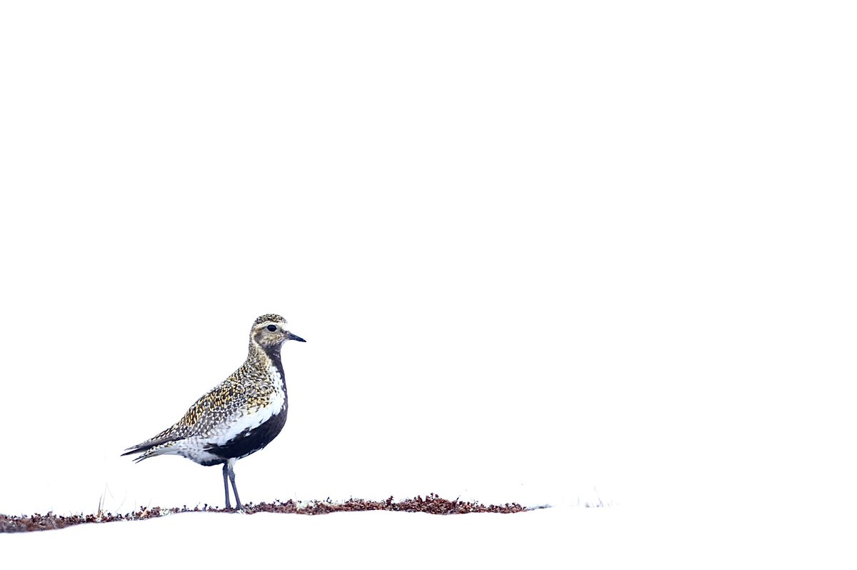 Zo langzamerhand komen de vogels op de hardangervidda binnen, prachtig