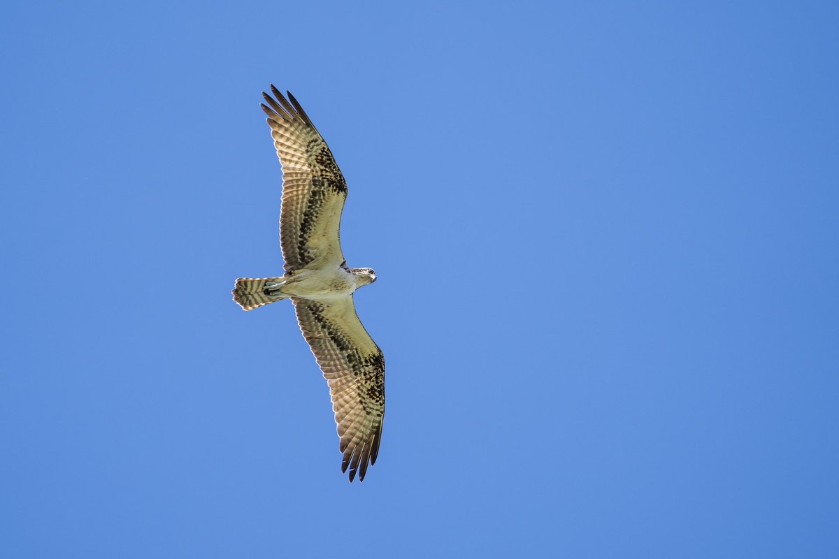 Did you know that the 'Warawara' is mostly a reclusive bird and are mostly spotted in the area of Bandabou? Keep your eyes peeled when visiting the area to spot one of Curaçao's most beautiful birds🦅