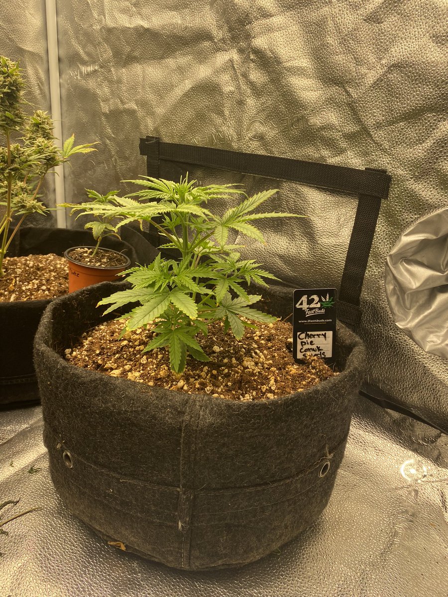 Day 18 For The Cherry🍒Pie🥧Autoflower from @CanukSeeds she’s growing in @AuroraInnovtns Roots Organic brand new 70/30 Coco perlite #Canna #Cannabisdaily #Cultivar #Cultivation #Growyourown #Autoflower #Thc #Plants #Spiderfarmer #CannabisCommunity #Cannabiscultivation