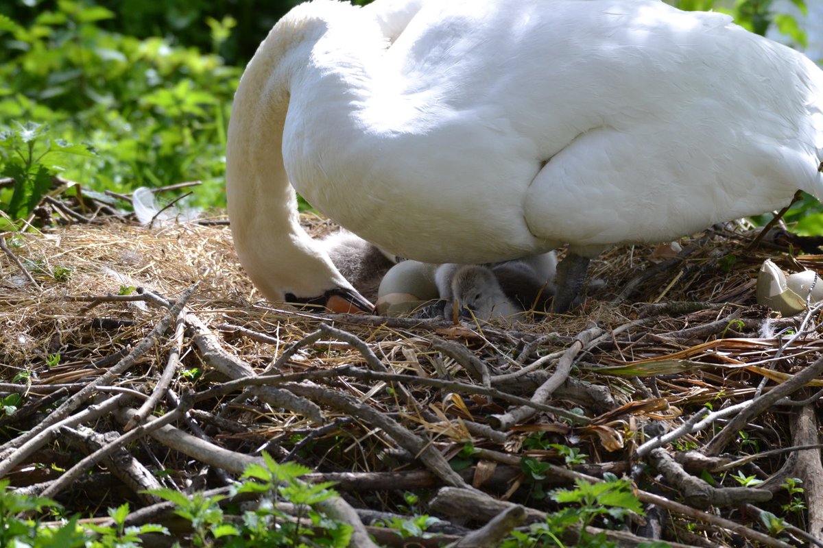 Are you tired mummy? Nature is amazing 💚 Last night I witnessed the spectacular aurora just outside my door; then this morning a friend called to say that the cygnets were hatching in her garden. Six so far with two more eggs to hatch. What a super Saturday💜💚 #HappySaturday