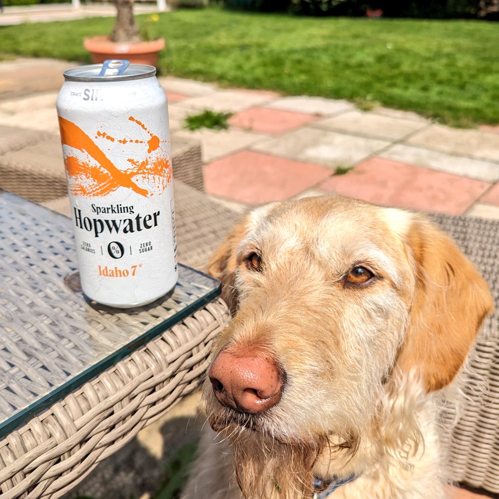 It's going to be a big day, so we're starting with a delicious @SirenCraftBrew hop water to hydrate thoroughly. Teddy wants some too, but he's not allowed