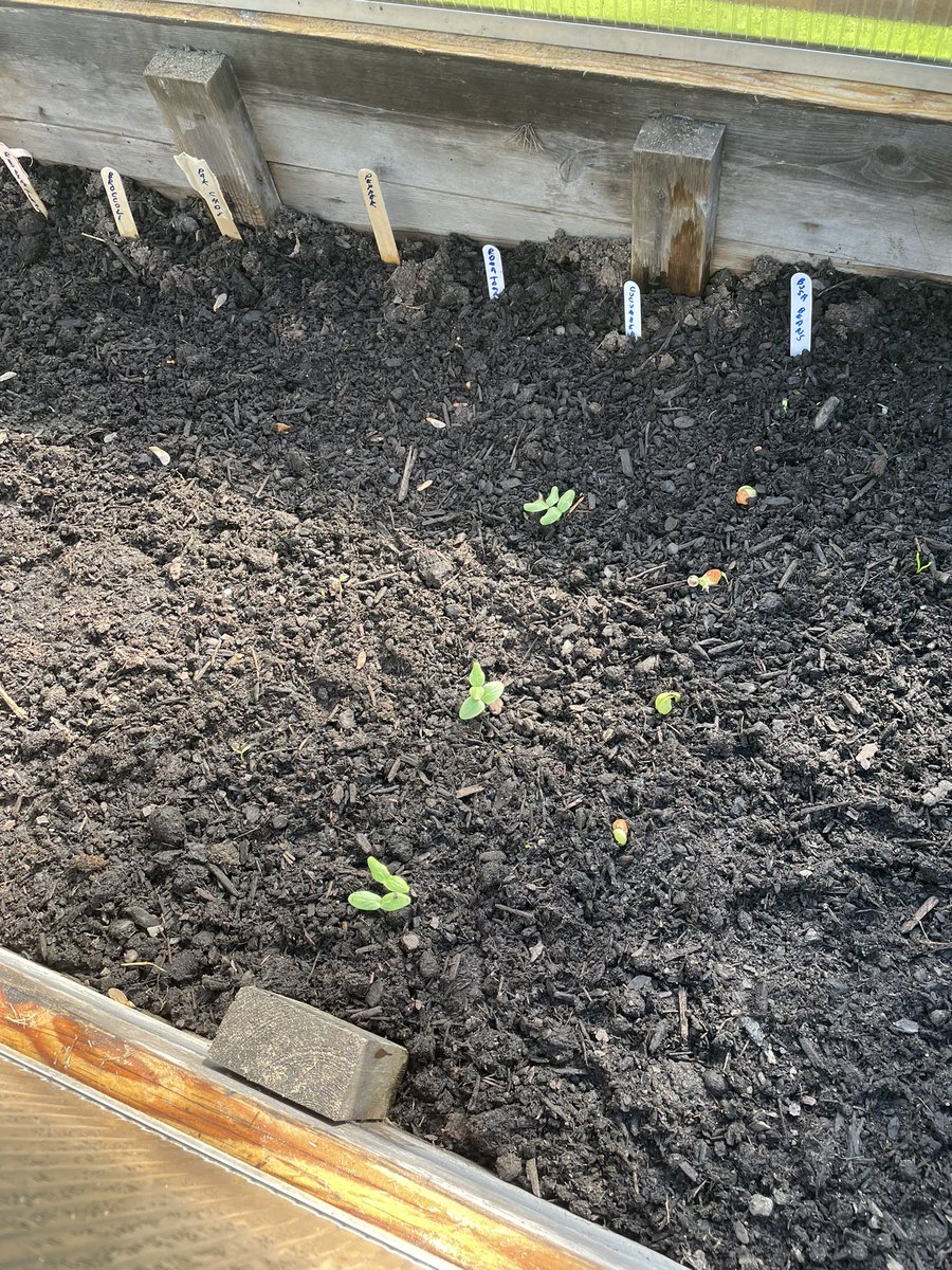 Vexwreck's tweet image. Growing up in NYC the lore was don’t plant vegetable seeds until after Mother’s Day to avoid frost. 

Using a Juwel biostar cold frame (Amazon $392) and cedar raised garden bed, you can incubate seeds much earlier. 

The cold frame acts as a greenhouse. 

#juwel #coldframe