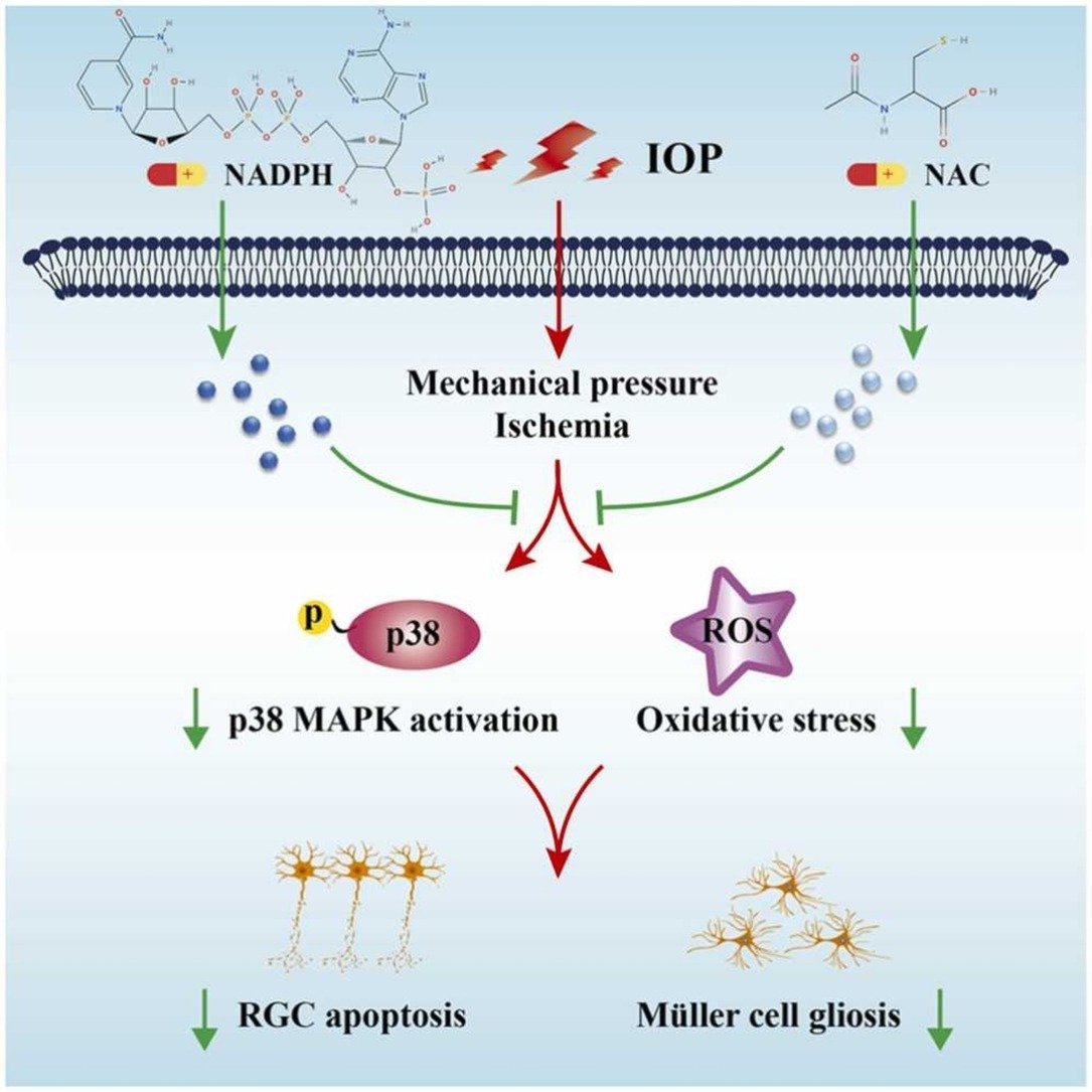 NADPH and NAC synergistically inhibits chronic ocular hypertension-induced neurodegeneration and neuroinflammation through regulating p38/MAPK pathway and peroxidation
sciencedirect.com/science/articl…