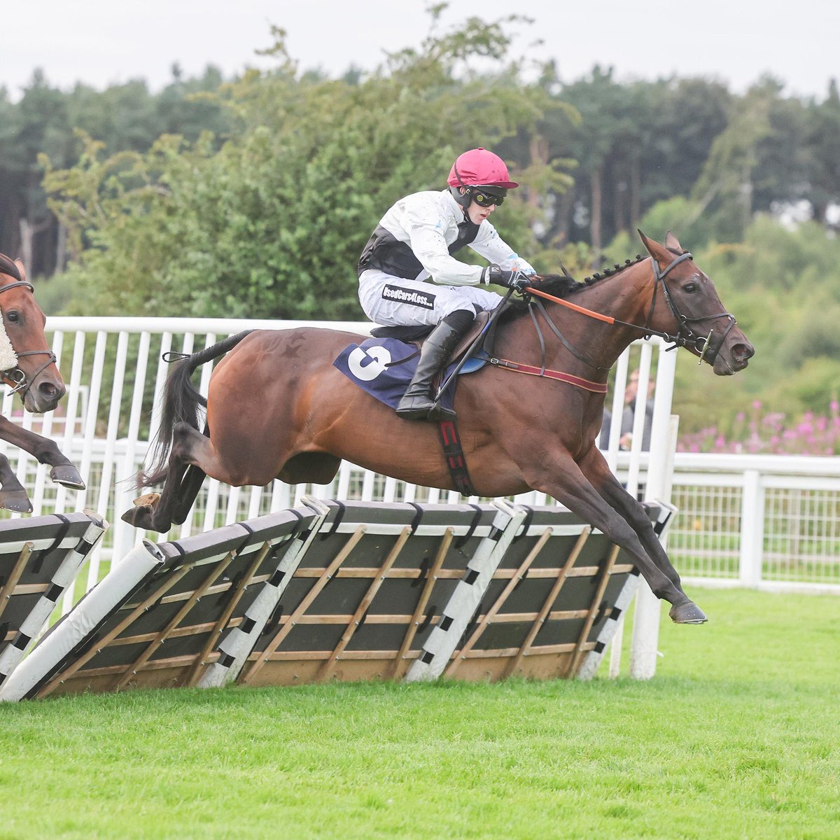 havingamare2015's tweet photo. RIP Czech Her Out (AKA Gloria) - you were such a wonderful horse, such a great friend to Gabby even though you had your own way of showing it!  3-weeks ago you took us to incredible highs with win at Ayr, today we are all as low as can possibly be. You will always be remembered https://t.co/Esv6boBPz5