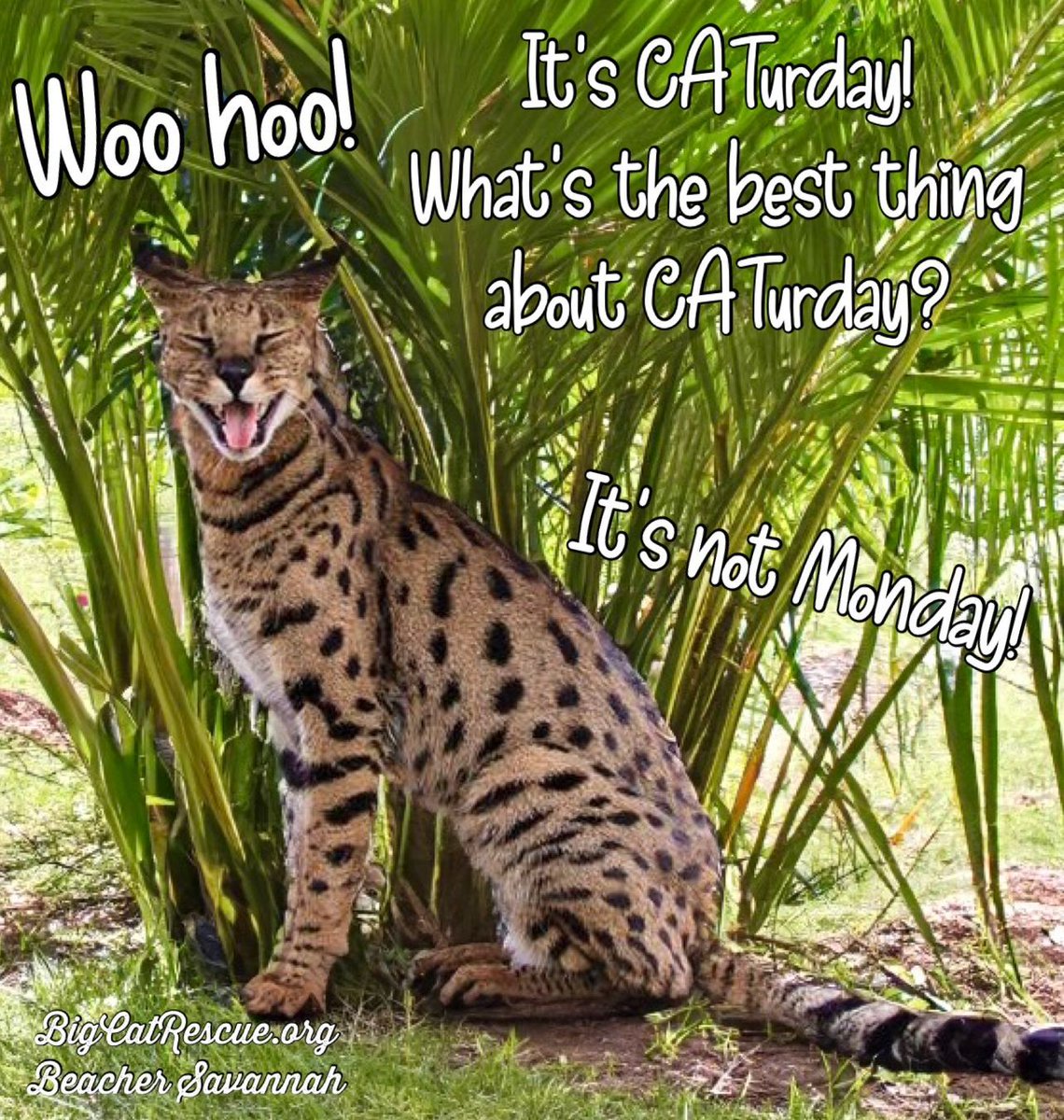 “Woo hoo! It’s CATurday! What’s the best thing about CATurday? It’s not Monday!” #BeacherSavannah #BigCatRescue #BigCats #Weekend #WeekendVibes #Caturday #Saturday #Memes #Quote #Quotes #Fun #Cute #CaroleBaskin