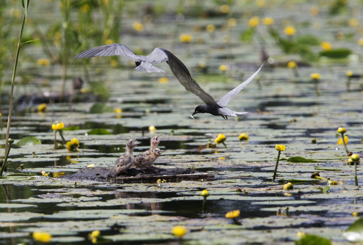 Hoe gaat het met de #broedvogels van #natuurgebieden, zoals moeras- en zoetwatergebieden, bos, #heide en #duinen? cbs.nl/nl-nl/nieuws/2…