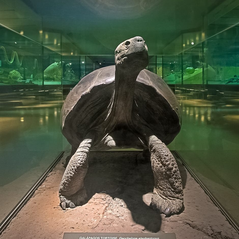 Exhibit of the Day: the Galápagos tortoise in the Hall of Reptiles & Amphibians! 🐢 This species can reach weights of ~660 lbs (299 kg). Some 15,000 survive today—a fraction of the population before humans arrived—but conservation efforts are helping to increase their numbers.