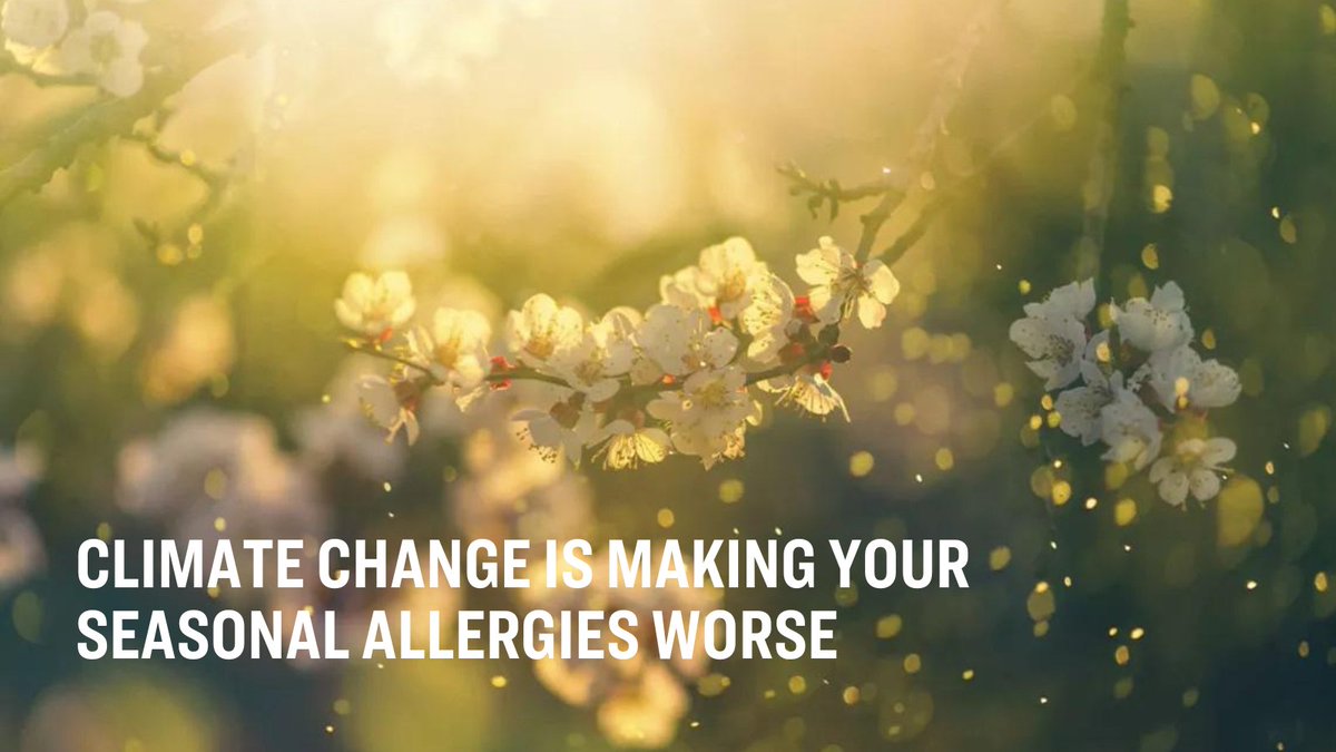 Yes, climate change is making your allergies worse. No, you’re not imagining things. Here’s the science behind why, and tips for abating the most uncomfortable symptoms 🔗 bit.ly/3QC8QEp ✍️ Jill Langlois