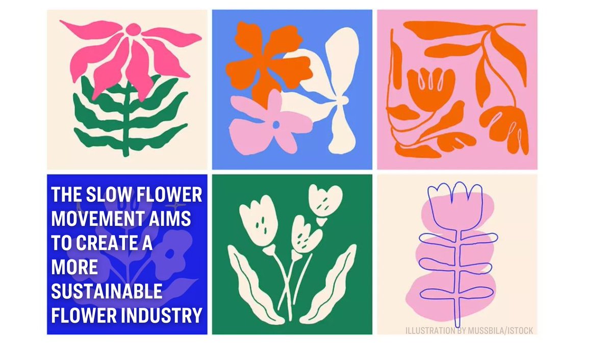 The slow flower movement aims to create a more sustainable flower industry. 💐🌷🌻🪻 This Mother's Day, you might want to reconsider those grocery-store-bought flowers because of the huge toll they take on the environment. bit.ly/3QDQvGW