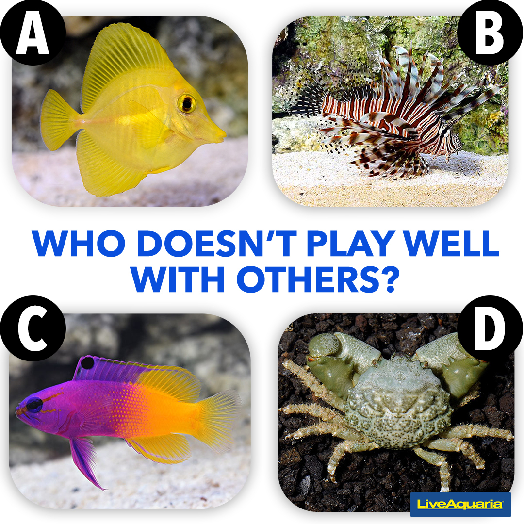 Can you guess which party pooper might disrupt the peace in this aquatic scene?
Drop your guess in the comments below!
Learn more about compatibility → bit.ly/4bb2Pqy

#Incompatible #Compatibility #Aquarium #AquariumHobby #LiveAquaria