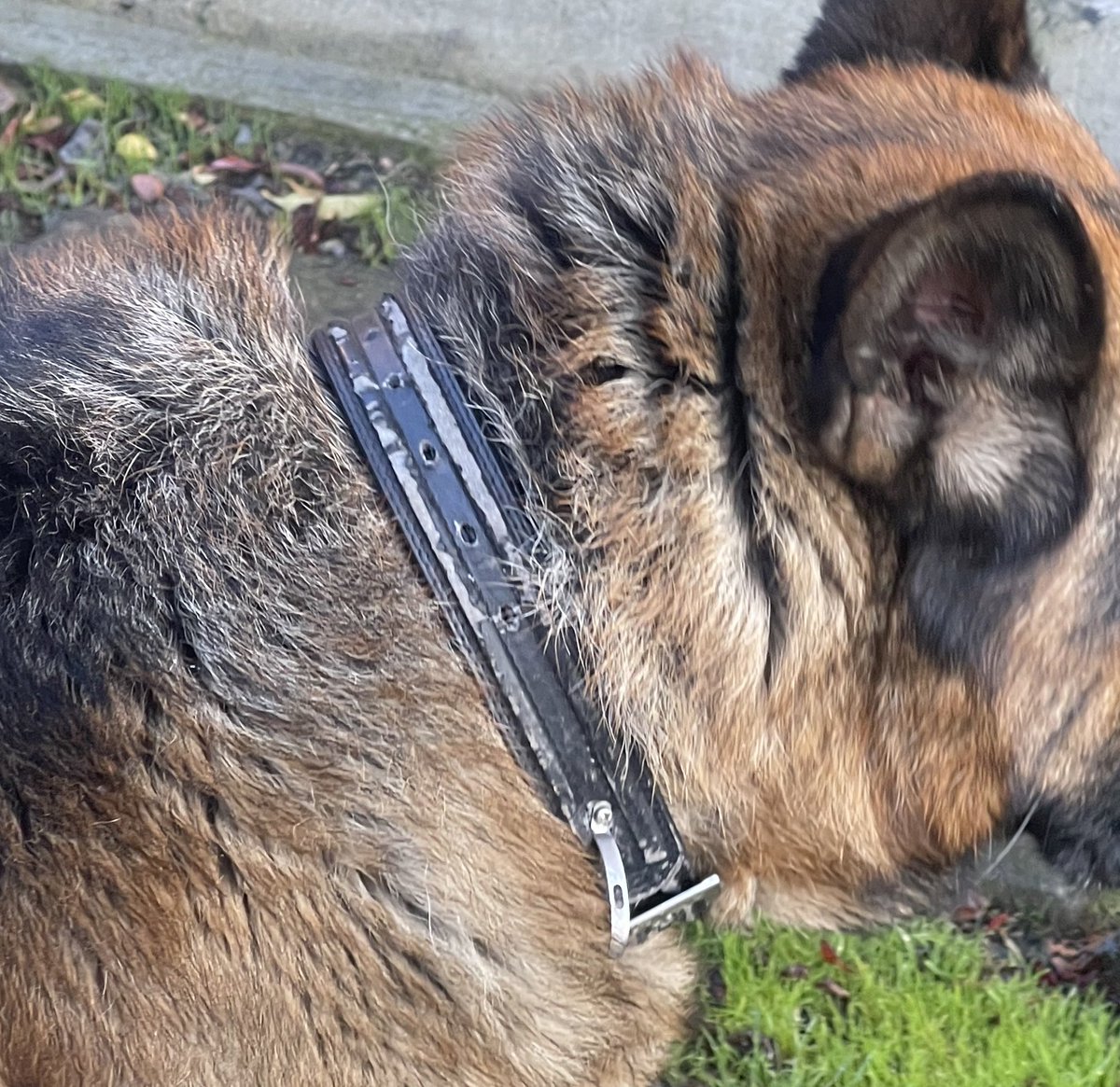 hugovarelamora's tweet photo. Hoy salí a trotar temprano por Higueras de #Talcahuano y este perro me siguió todo el camino. Evidentemente es un perro de casa y anda perdido. 
Deambula por los alrededores del estadio CAP.
Comparte para que se encuentre con sus dueños que seguro lo buscan!
@tet_planeta https://t.co/4dHkGqrxlz